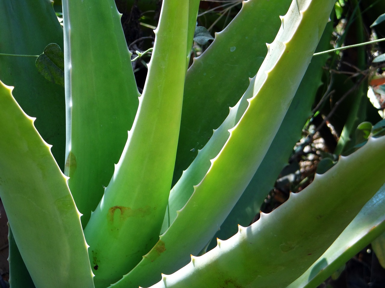 gel aloe viso benefici